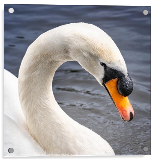 Mute white swan neck Acrylic by Heather Sheldrick