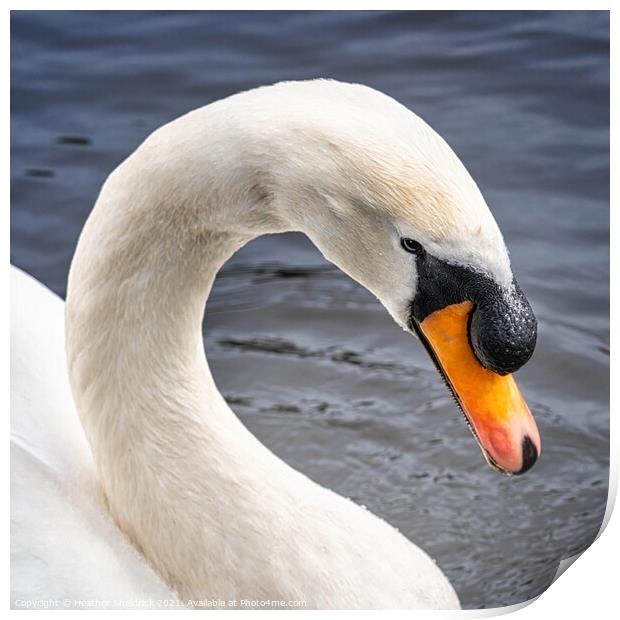 Mute white swan neck Print by Heather Sheldrick
