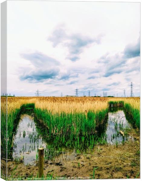 Saltholme Marshes Canvas Print by Tina Veeranna