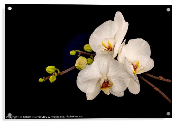 Moth Orchid Phaelanopsis Acrylic by Robert Murray