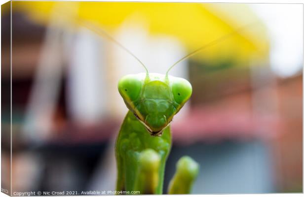 A close up of a Praying Mantis Canvas Print by Nic Croad