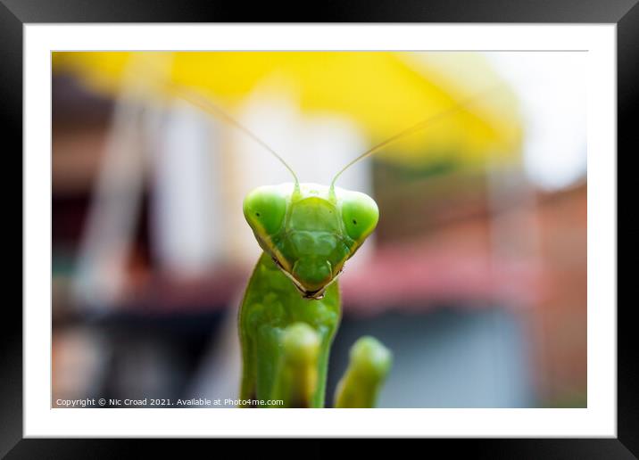 A close up of a Praying Mantis Framed Mounted Print by Nic Croad