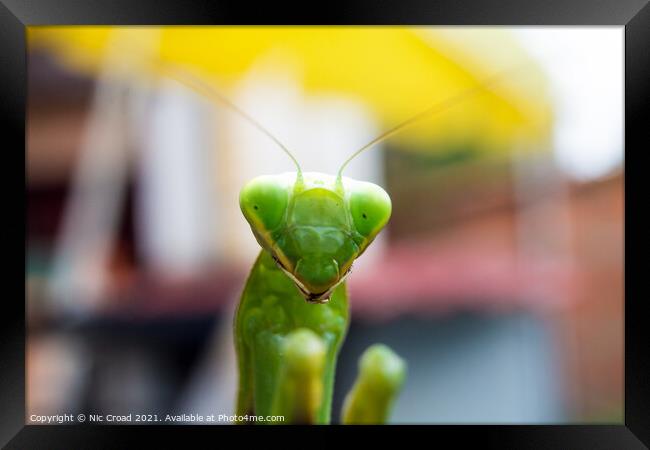 A close up of a Praying Mantis Framed Print by Nic Croad