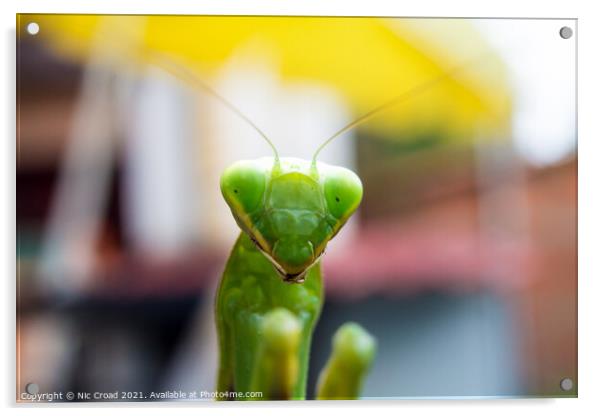 A close up of a Praying Mantis Acrylic by Nic Croad