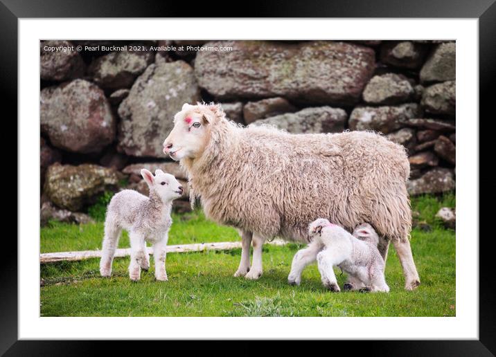 Sheep Farming Ewe with Twin Lambs Shetland Framed Mounted Print by Pearl Bucknall