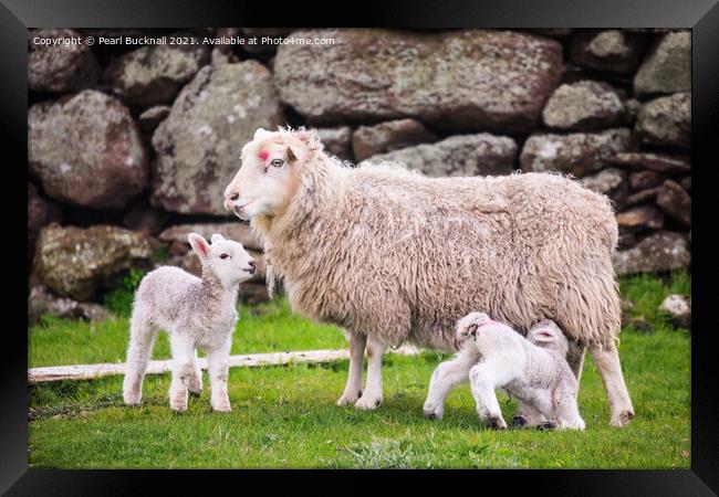Sheep Farming Ewe with Twin Lambs Shetland Framed Print by Pearl Bucknall