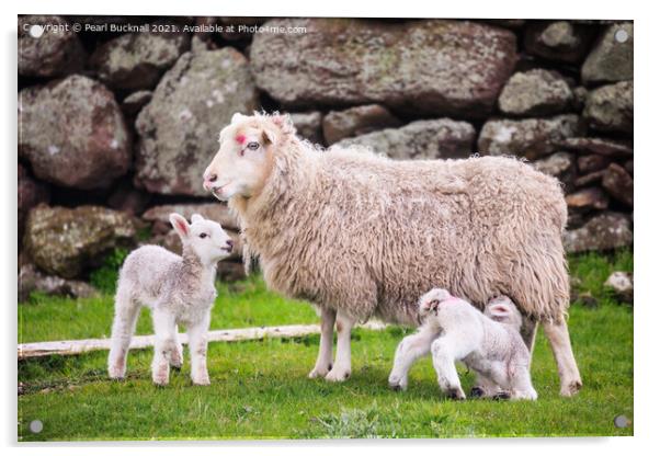 Sheep Farming Ewe with Twin Lambs Shetland Acrylic by Pearl Bucknall