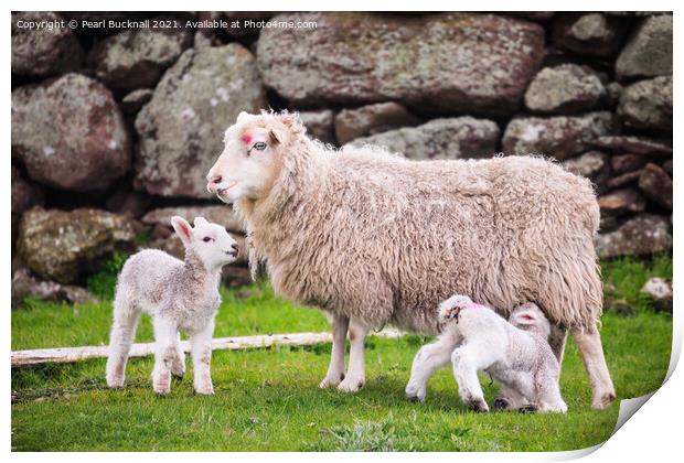 Sheep Farming Ewe with Twin Lambs Shetland Print by Pearl Bucknall