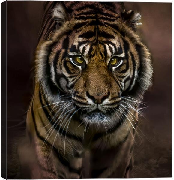 Intense Gaze of the Tiger Canvas Print by David Owen
