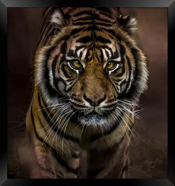 Intense Gaze of the Tiger Framed Print by David Owen