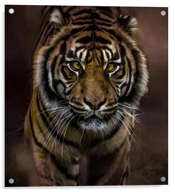 Intense Gaze of the Tiger Acrylic by David Owen