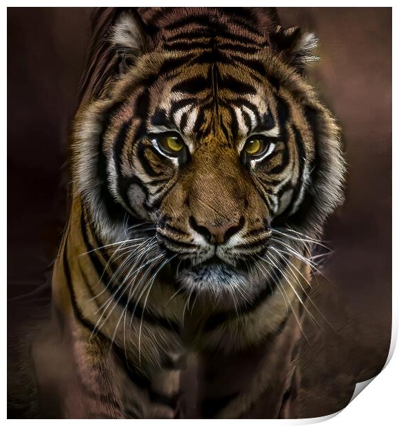 Intense Gaze of the Tiger Print by David Owen