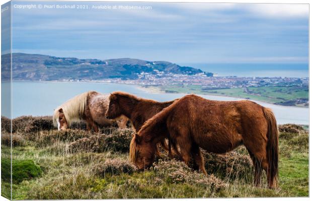 Welsh Mountain Ponies on North Wales Coast Canvas Print by Pearl Bucknall