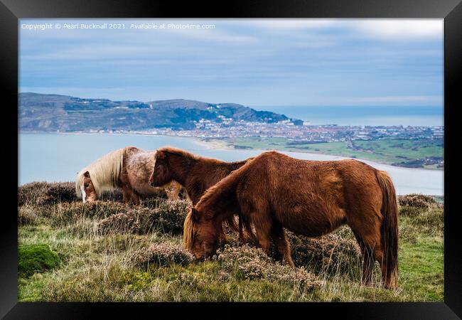 Welsh Mountain Ponies on North Wales Coast Framed Print by Pearl Bucknall