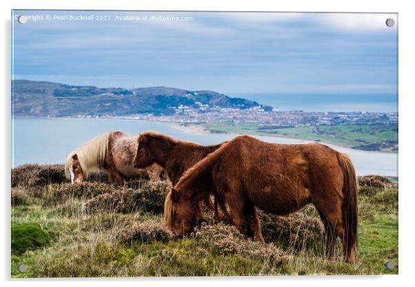 Welsh Mountain Ponies on North Wales Coast Acrylic by Pearl Bucknall