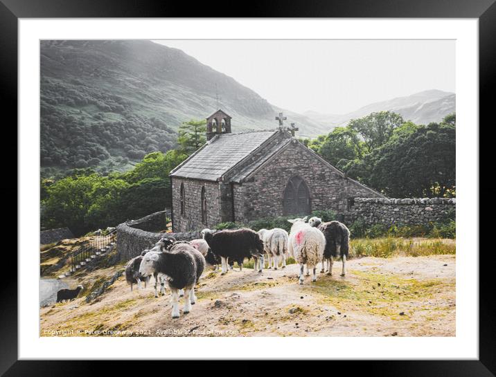 Herwick Sheep By The Parish Church, Buttermere In  Framed Mounted Print by Peter Greenway