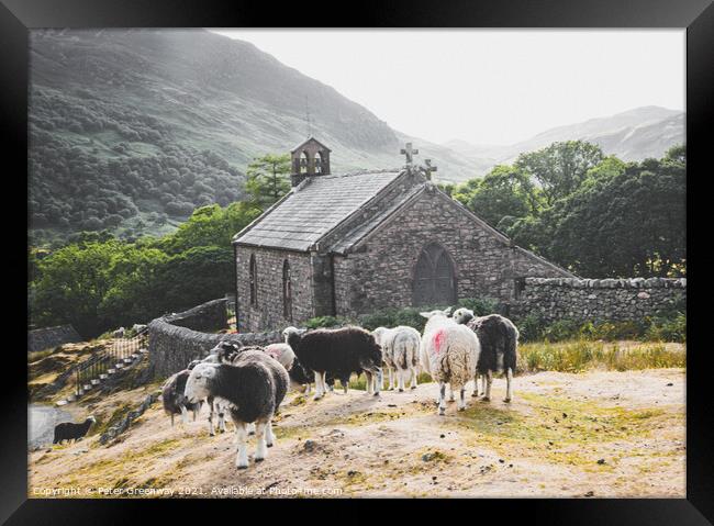 Herwick Sheep By The Parish Church, Buttermere In  Framed Print by Peter Greenway