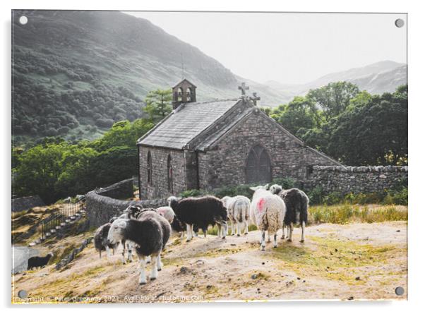 Herwick Sheep By The Parish Church, Buttermere In  Acrylic by Peter Greenway