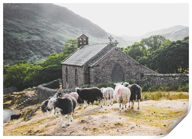 Herwick Sheep By The Parish Church, Buttermere In  Print by Peter Greenway