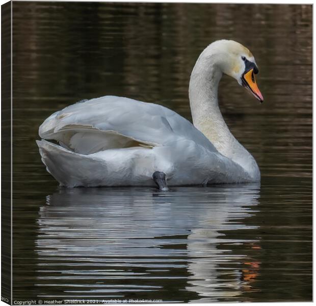 Mute swan and reflection Canvas Print by Heather Sheldrick