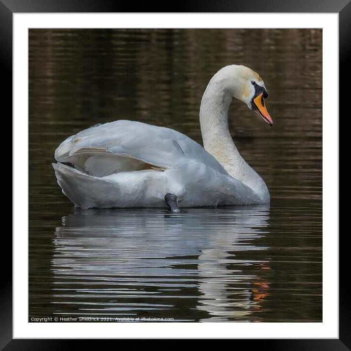 Mute swan and reflection Framed Mounted Print by Heather Sheldrick