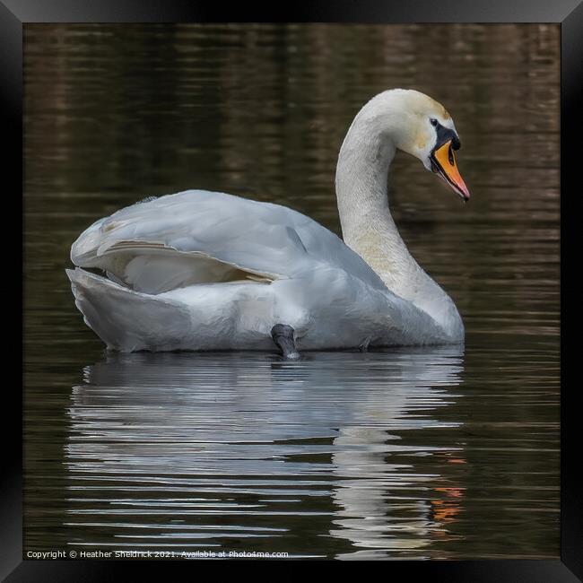 Mute swan and reflection Framed Print by Heather Sheldrick