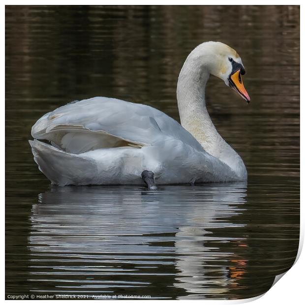 Mute swan and reflection Print by Heather Sheldrick