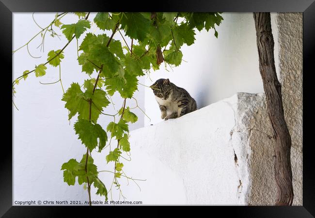 Cat in the shade, Dryopida  Kythnos, Greek Islands Framed Print by Chris North