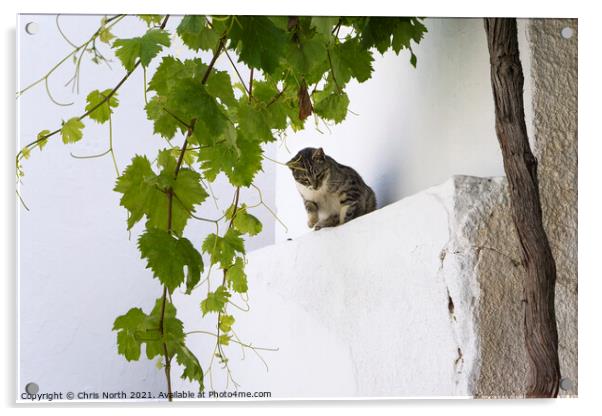 Cat in the shade, Dryopida  Kythnos, Greek Islands Acrylic by Chris North