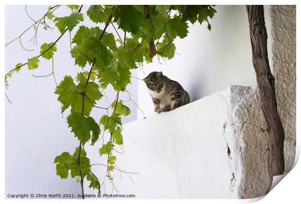 Cat in the shade, Dryopida  Kythnos, Greek Islands Print by Chris North