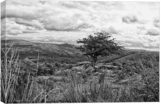 Dartmoor, Devon, in black and white. Canvas Print by Peter Bolton