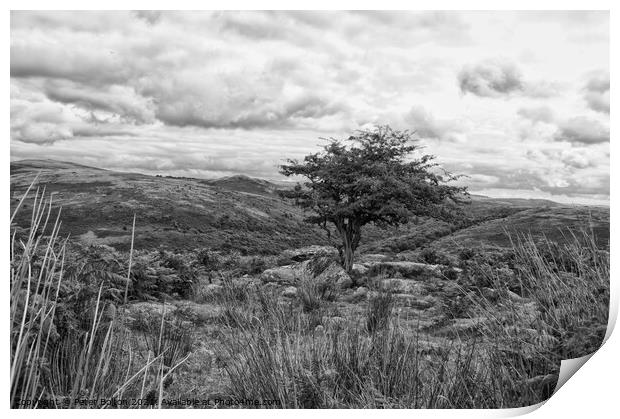 Dartmoor, Devon, in black and white. Print by Peter Bolton