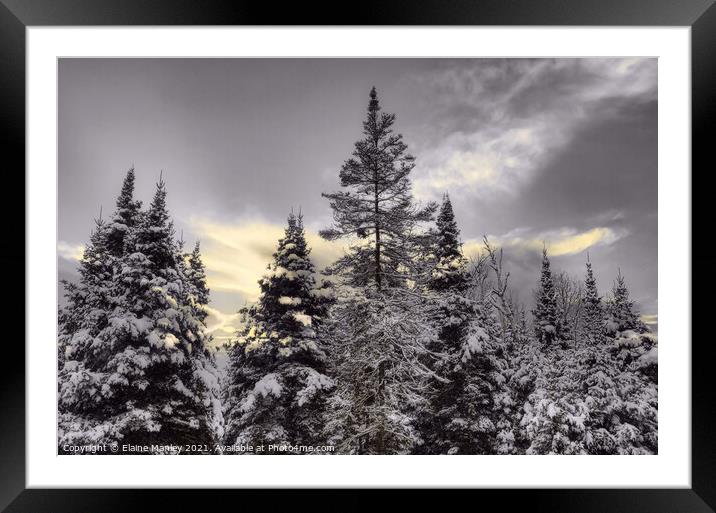 Snowy Evergreens  Framed Mounted Print by Elaine Manley