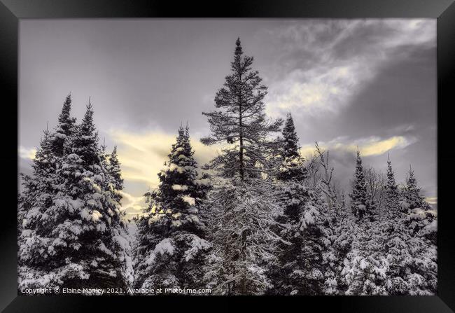 Snowy Evergreens  Framed Print by Elaine Manley