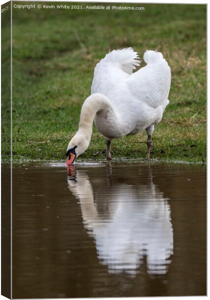 Mute swan drinking Canvas Print by Kevin White