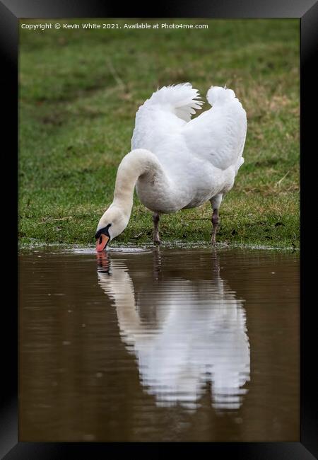 Mute swan drinking Framed Print by Kevin White