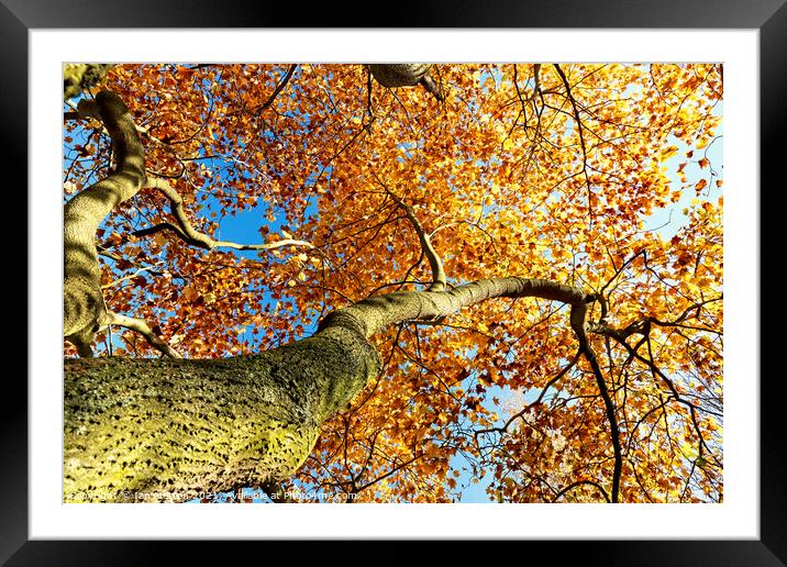 Golden Tree Framed Mounted Print by Ian Merton