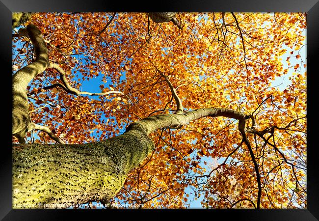 Golden Tree Framed Print by Ian Merton