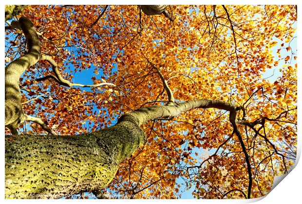 Golden Tree Print by Ian Merton