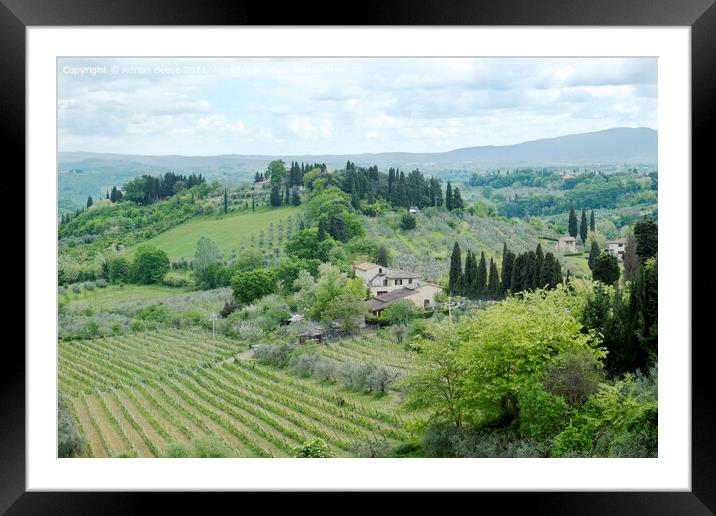 Tuscan Villa and vineyards Framed Mounted Print by Adrian Beese