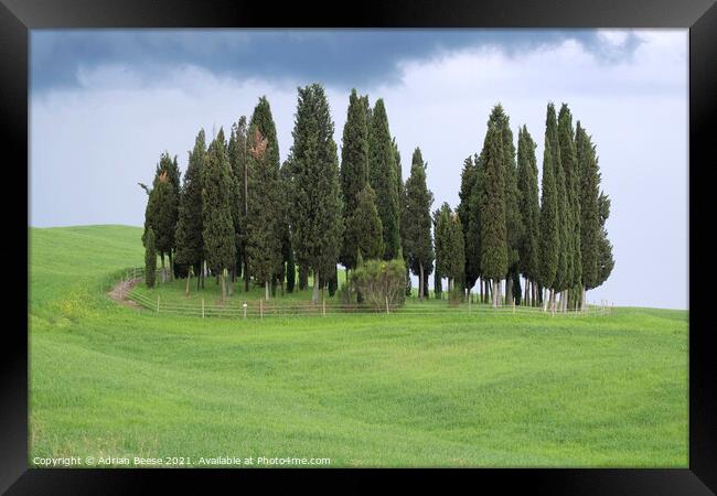 Tuscan Trees Framed Print by Adrian Beese