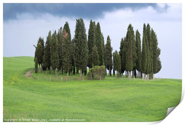 Tuscan Trees Print by Adrian Beese