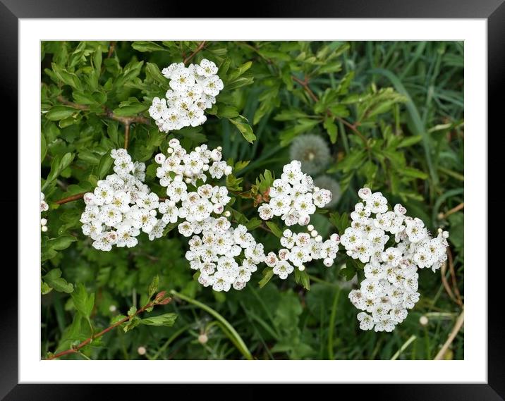 Hawthorn in flower Framed Mounted Print by Roy Hinchliffe