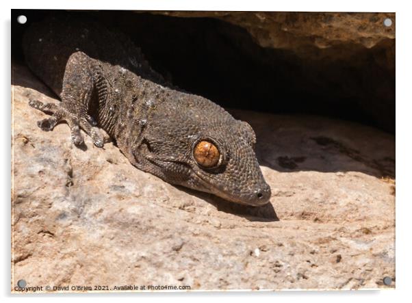 La Gomera Wall Gecko Acrylic by David O'Brien