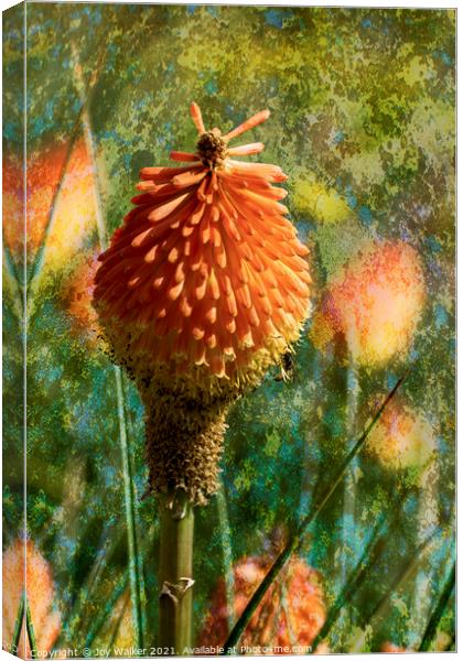The Red Hot Poker flower Canvas Print by Joy Walker