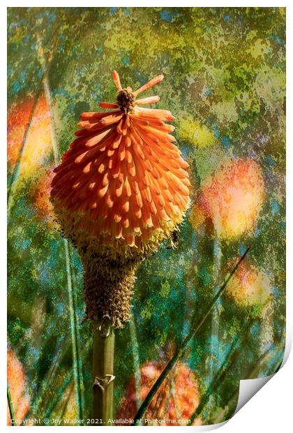 The Red Hot Poker flower Print by Joy Walker