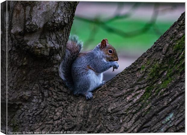 A squirrel sitting and eating in a Tree Canvas Print by Mark Ward