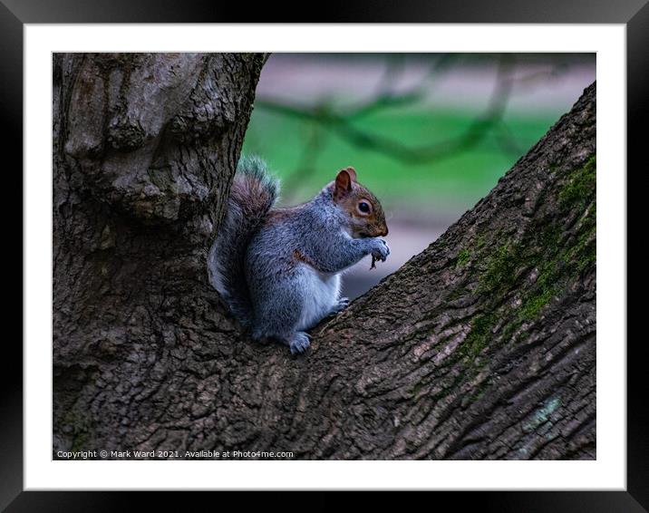 A squirrel sitting and eating in a Tree Framed Mounted Print by Mark Ward