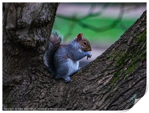 A squirrel sitting and eating in a Tree Print by Mark Ward