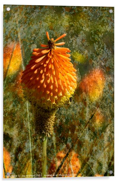 The Red Hot Poker flower  Acrylic by Joy Walker